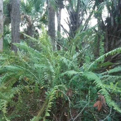 thumbnail for publication: Natural Area Weeds: Distinguishing Native and Non-Native "Boston Ferns" and "Sword Ferns" (Nephrolepis spp.)